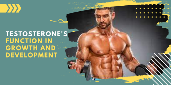 Testosterones-Function-in-Growth-and-Development | UK Steroids Shop