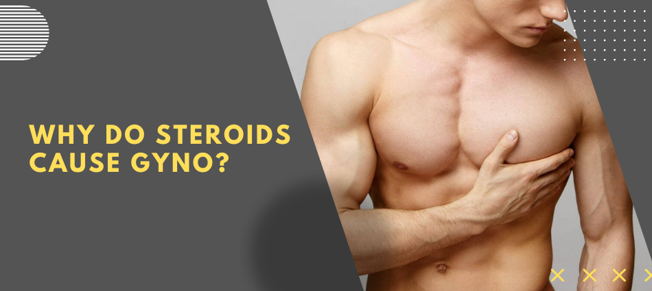 Why do steroids cause gyno